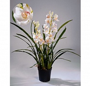 Орхидея Цимбидиум белая куст Treez Collection 10.0610058