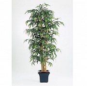 Бамбук Новый гигантский Treez Collection 10.35305N