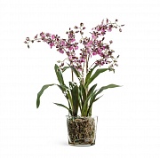 Орхидея Онцидиум бургундия с розово-белым Treez Collection 10.0618222BRD