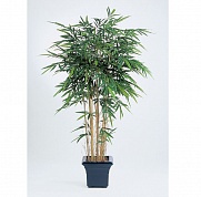 Бамбук Новый натуральный Treez Collection 10.35709N