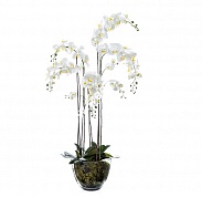 Орхидея Фаленопсис белая с мхом, корнями, землей Treez Collection 10.0611066WHGL150