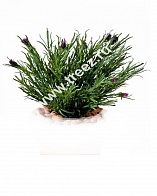 Трава Французская Лаванда куст цветущий Treez Collection 20.021203