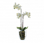 Орхидея Фаленопсис белая с мхом, корнями, землей Treez Collection 10.0611066WHGL85
