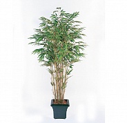 Бамбук натуральный Treez Collection 10.35607N