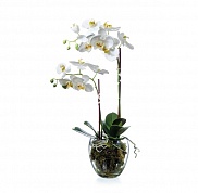 Орхидея Фаленопсис белая с мхом, корнями, землей Treez Collection 10.0611066WHGL60