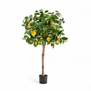 Лимонное дерево с плодами на штамбе 110 см  Treez Collection 10.59704N