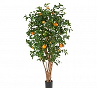 Апельсиновое дерево с плодами Treez Collection 10.40306N